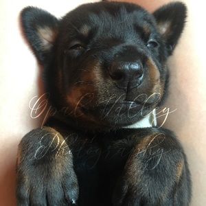 Meet your Posher, Tara